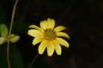 Smooth oxeye